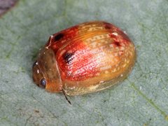 Paropsisterna atalanta