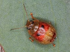 Paropsisterna atalanta