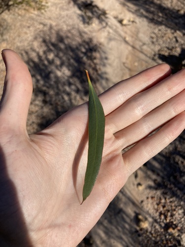 Image of Eucalyptus tenera by (c) Thomas Mesaglio, some rights reserved (CC BY)