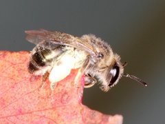 Leioproctus clarki