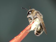 Leioproctus clarki