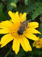 Eristalodes