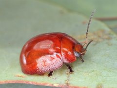 Paropsisterna aequalis