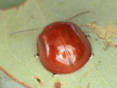 Paropsisterna aequalis