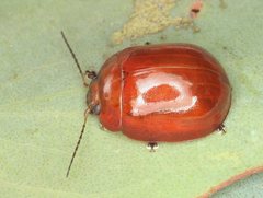 Paropsisterna aequalis