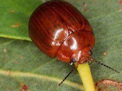 Paropsisterna brunnea