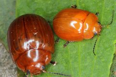 Paropsisterna brunnea