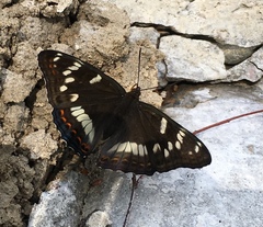 Limenitis populi