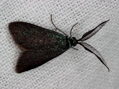 Pollanisus lithopastus