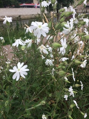 Silene latifolia