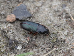 Harpalus smaragdinus
