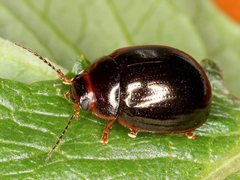 Paropsisterna rufipes