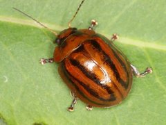 Paropsisterna stygia