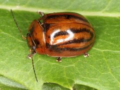 Paropsisterna stygia