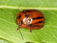 Paropsisterna stygia