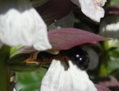 Xylocopa