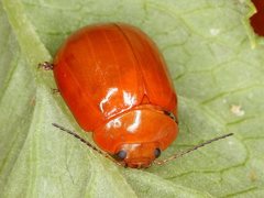 Paropsisterna stygia