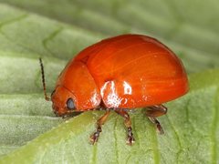 Paropsisterna stygia