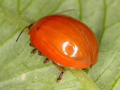 Paropsisterna stygia