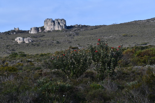 Albany banksia (Banksia coccinea)