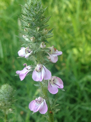 Pedicularis attollens