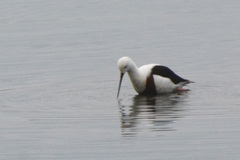 Cladorhynchus leucocephalus