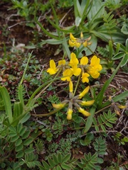 Hippocrepis