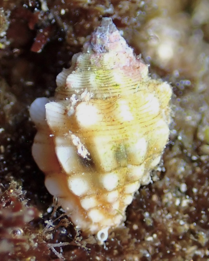 Vexillum cancellarioides