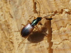 Anchomenus dorsalis