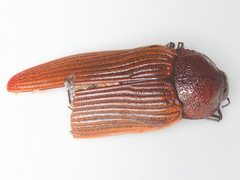 Temognatha parvicollis