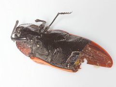 Temognatha parvicollis