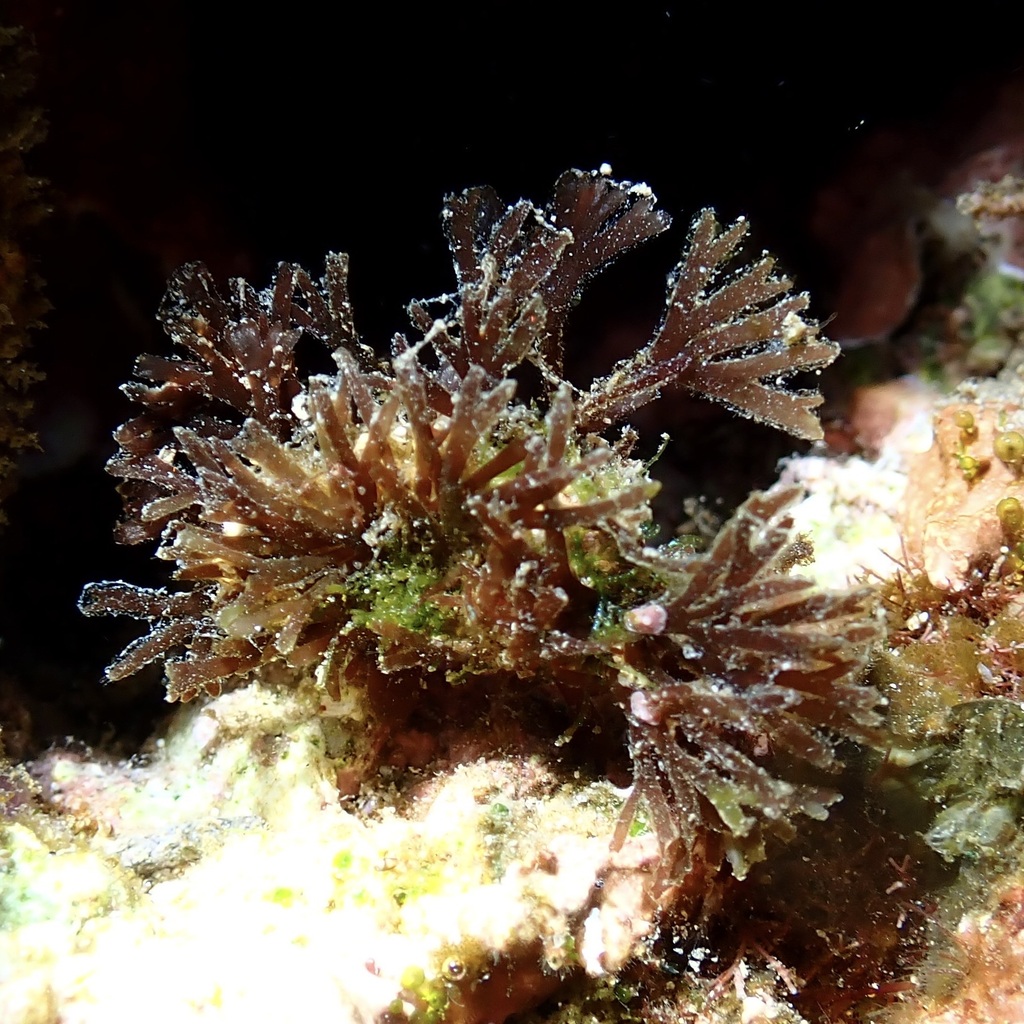 Ceratodictyon scoparium