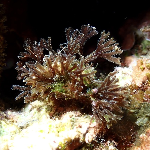 Ceratodictyon scoparium