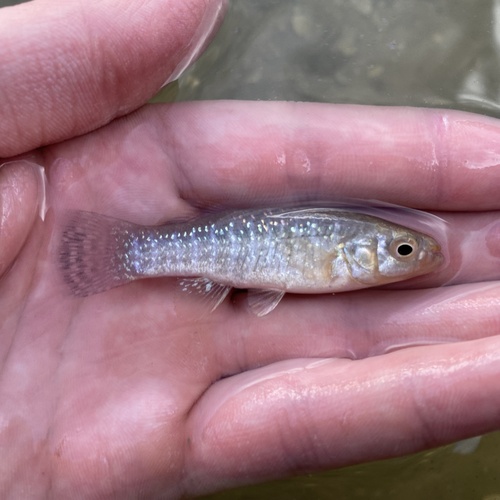 Gulf killifish (Fundulus grandis) — Fundulidae — 5