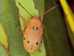 Cadmus excrementarius