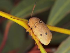 Cadmus excrementarius