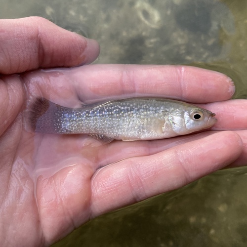 Gulf killifish (Fundulus grandis) — Fundulidae