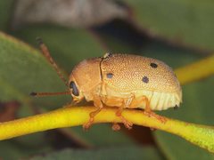 Cadmus excrementarius