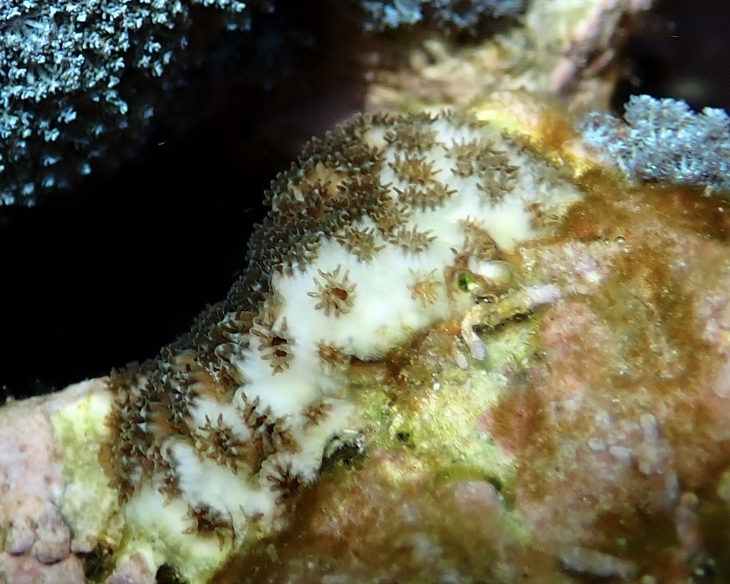 lesser knob coral