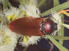 Temognatha parvicollis
