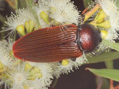 Temognatha parvicollis
