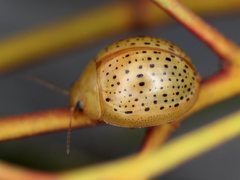 Paropsisterna madida