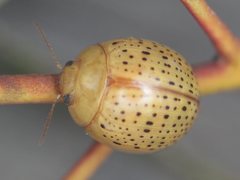 Paropsisterna madida