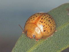 Paropsisterna madida
