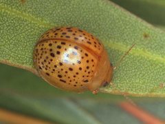 Paropsisterna madida