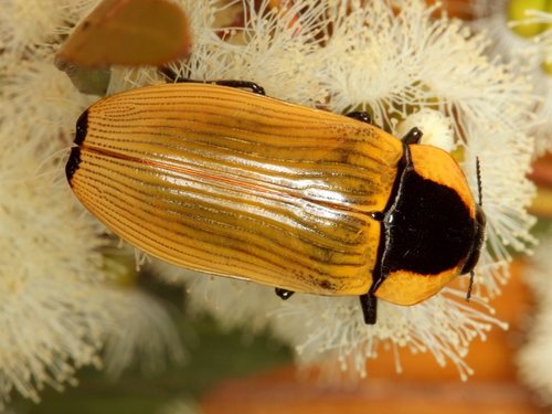 Genus Temognatha · iNaturalist