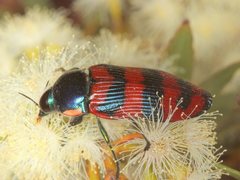 Calotemognatha yarelli