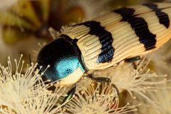 Calotemognatha yarelli