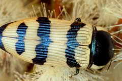 Calotemognatha yarelli