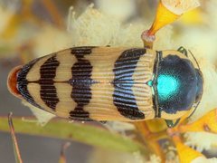 Calotemognatha yarelli